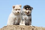 CHIEN FINNOIS DE LAPONIE 553